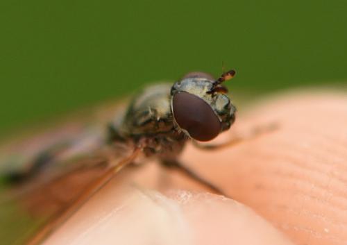 Melanostoma mellinum